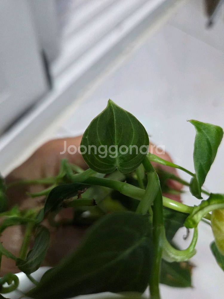 필로덴드론 멜라노크리섬--4