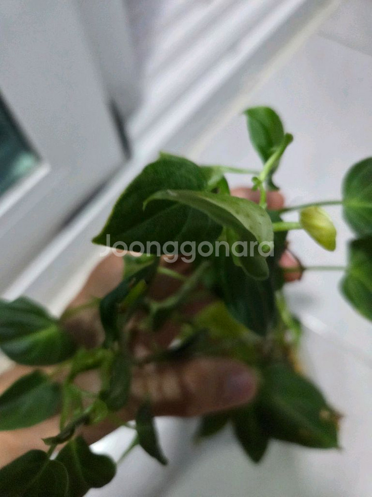 필로덴드론 멜라노크리섬--2