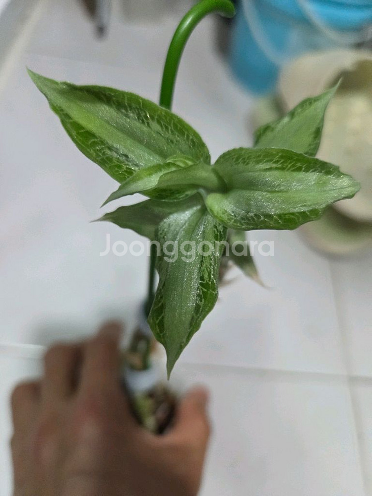 보석란 아르젠티아--0