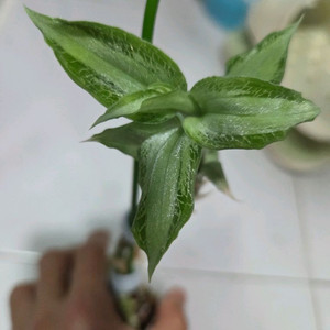보석란 아르젠티아