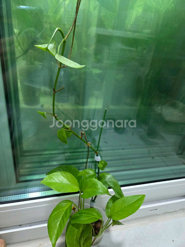몬스테라 아단소니--0