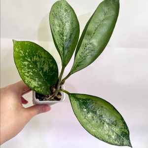 호야 아이센시스 스플래쉬/파치라왈라이023