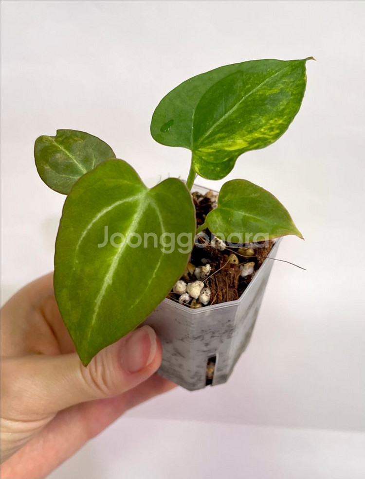 안스리움 바리에가타--3