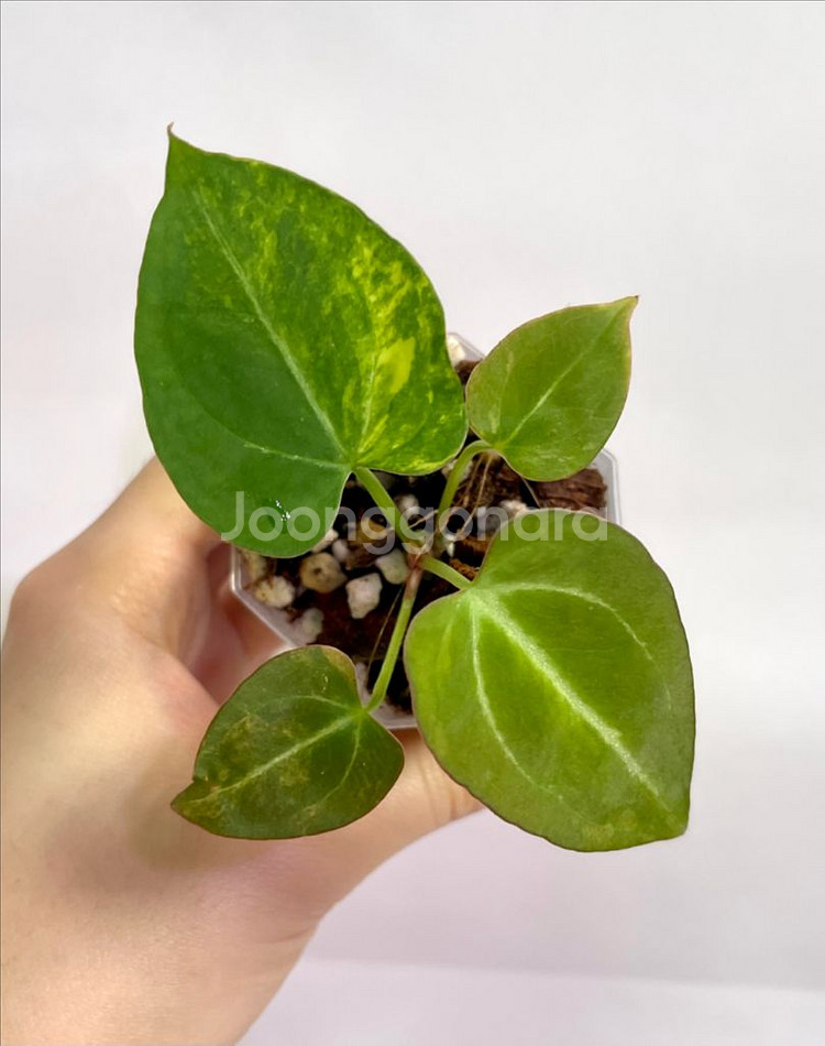 안스리움 바리에가타--4