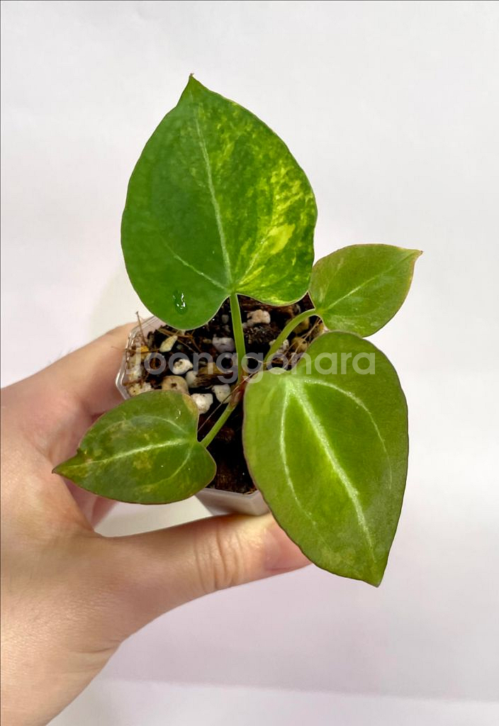 안스리움 바리에가타--0