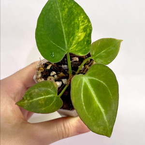 안스리움 바리에가타