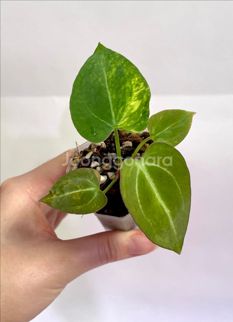 안스리움 바리에가타--2