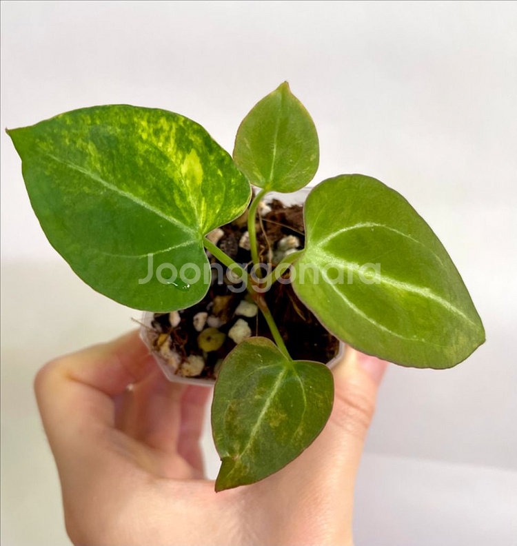 안스리움 바리에가타--1