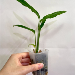 오블리쿠아 야수니