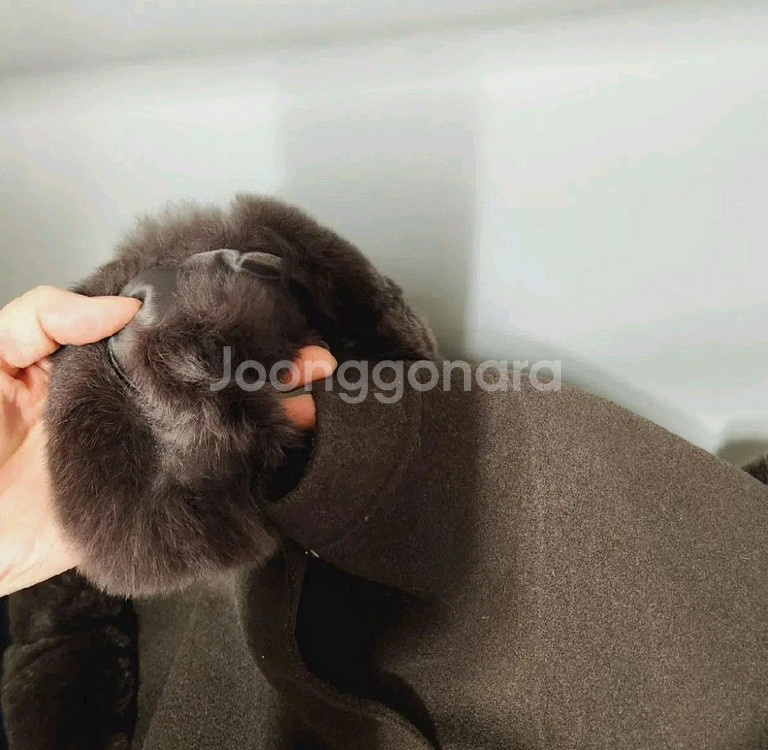 렉스퍼 모직판초--3