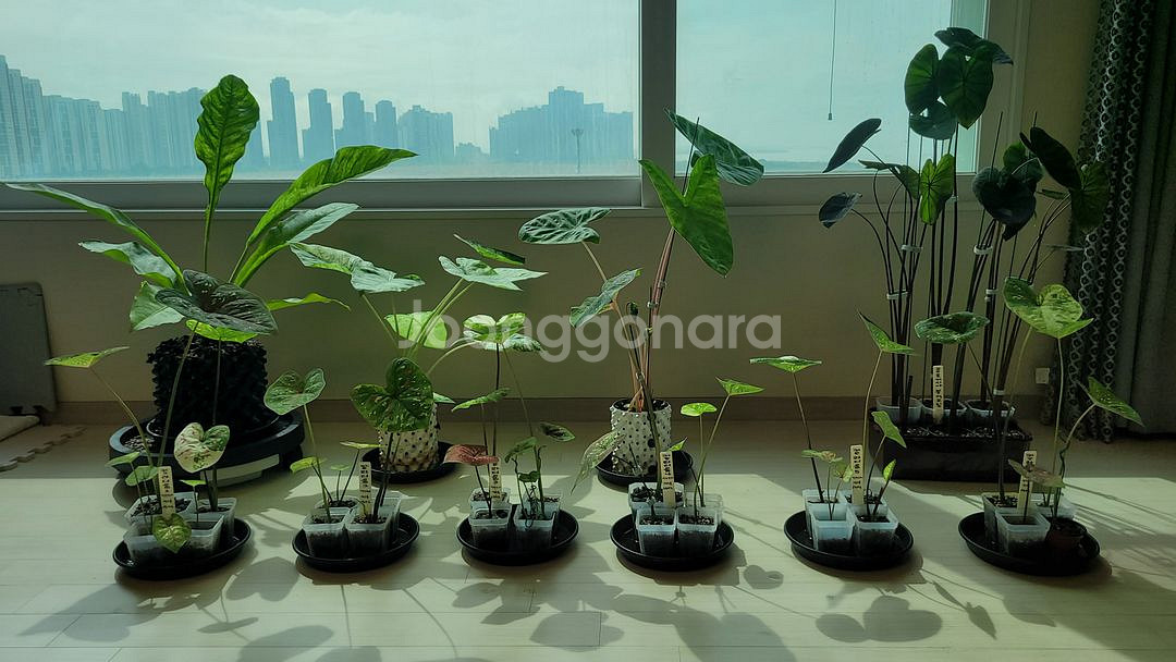 칼라디움 억만장자, 썬스푼, 스틸하트 3종4촉 세트1--0