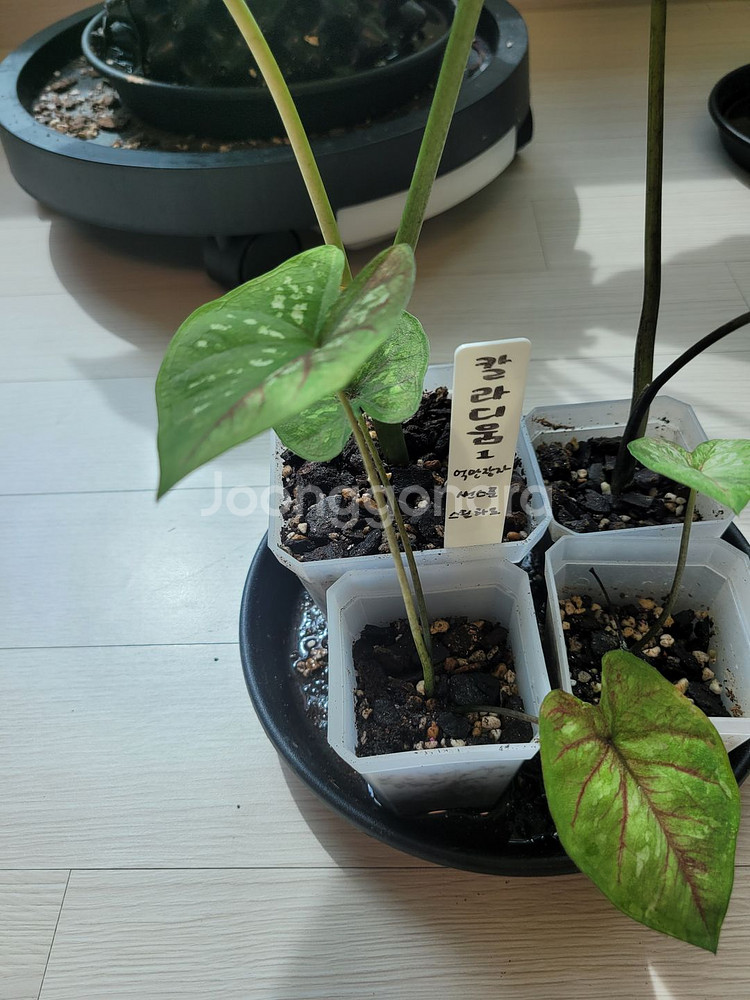 칼라디움 억만장자, 썬스푼, 스틸하트 3종4촉 세트1--2