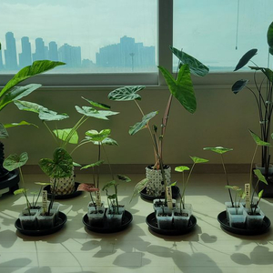 칼라디움 억만장자, 썬스푼, 스틸하트 3종4촉 세트5