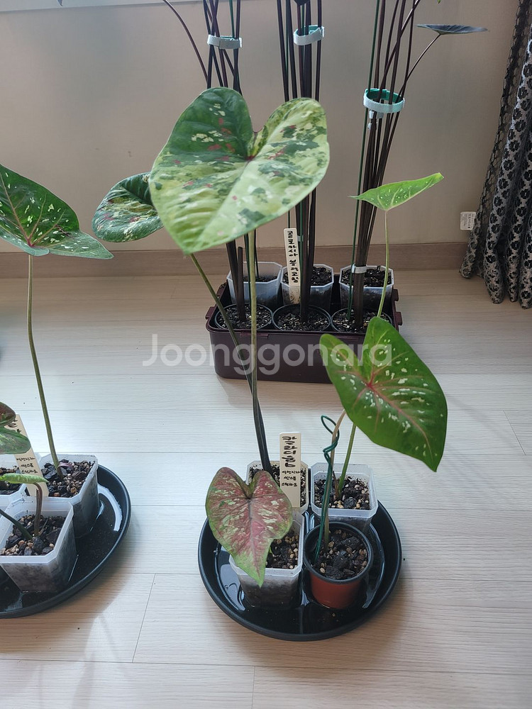 칼라디움 억만장자, 썬스푼, 스틸하트 3종4촉 세트6--1