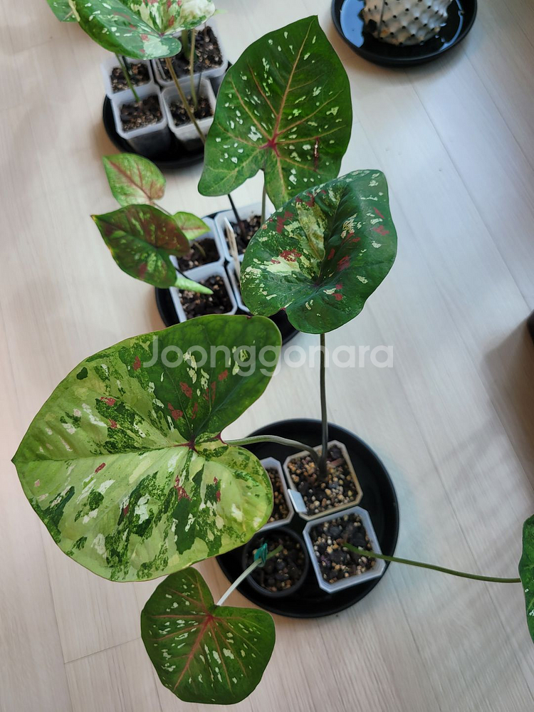 칼라디움 억만장자, 썬스푼, 스틸하트 3종4촉 세트6--5