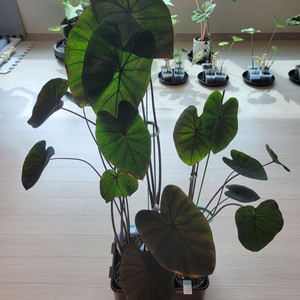 콜로카시아 블랙코랄