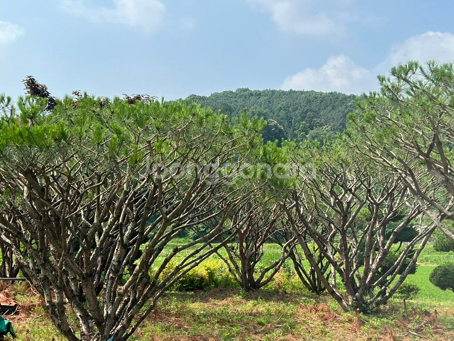 #반송 , 주목 특가 대량 할인 판매 진행 합니다#--1