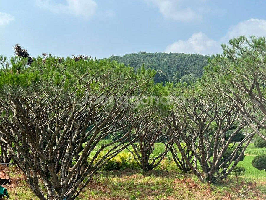 #반송 , 주목 특가 대량 할인 판매 진행 합니다#--1