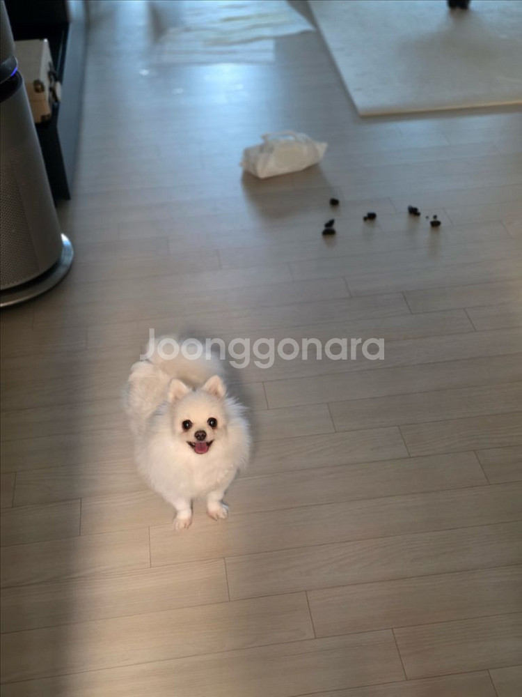 강아지 똥--0