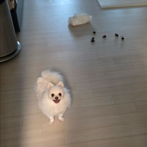 강아지 똥
