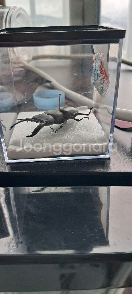넓적사슴벌레--0