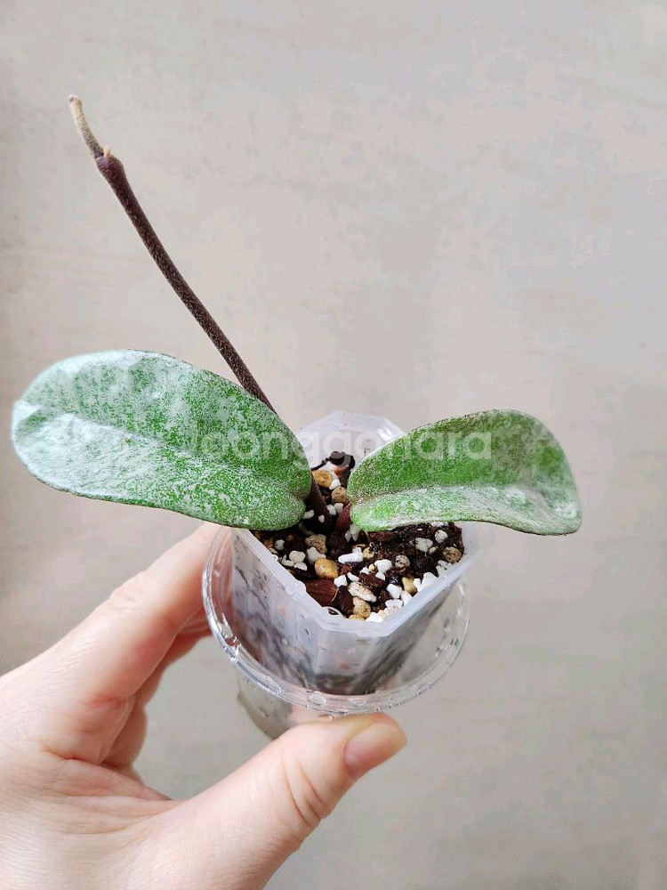 호야노바고스트--0