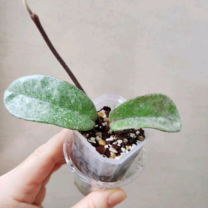 호야노바고스트