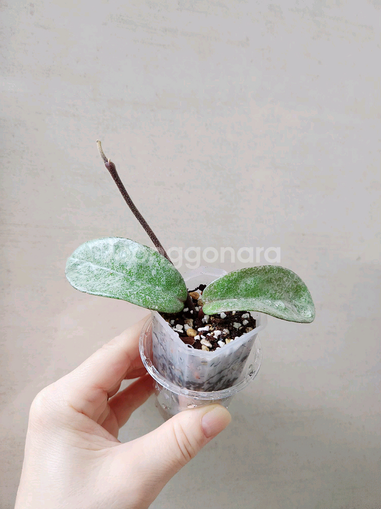 호야노바고스트--1