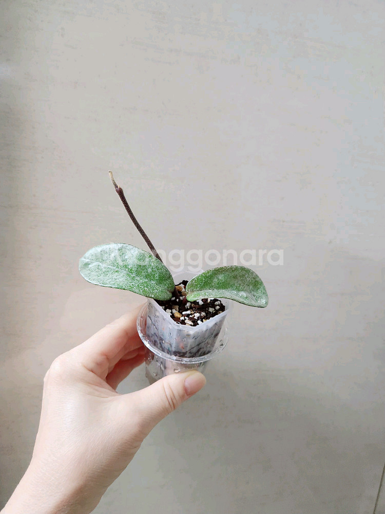 호야노바고스트--3