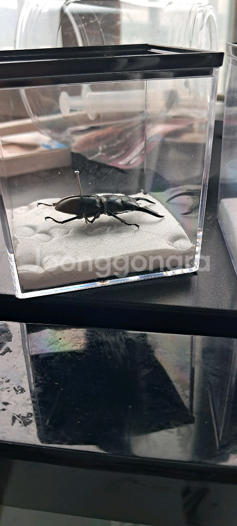 단치넓적사슴벌레--1