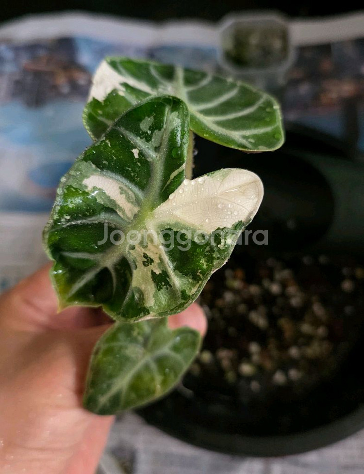 알로카시아 하트벌룬 핑크--1