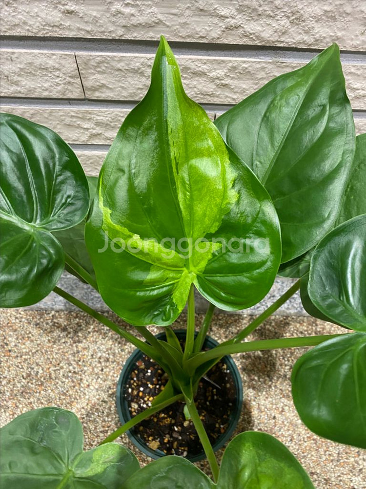 알로카시아 쿠쿨라타 민트바리에가타--0