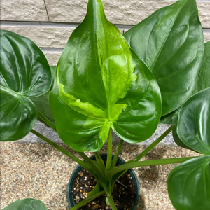 알로카시아 쿠쿨라타 민트바리에가타