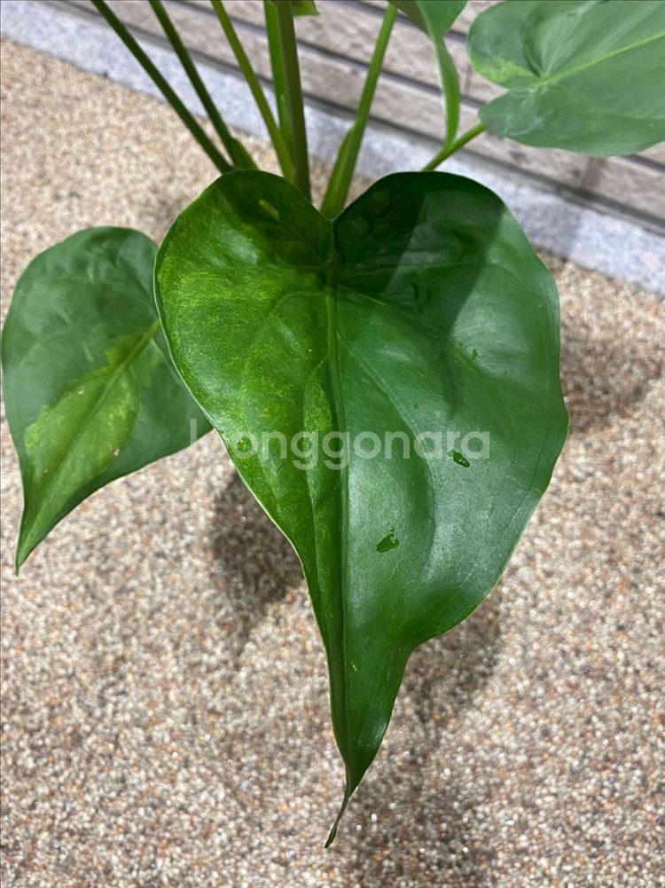 알로카시아 쿠쿨라타 민트바리에가타--3