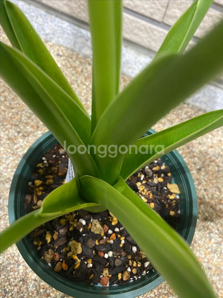 알로카시아 쿠쿨라타 민트바리에가타--2