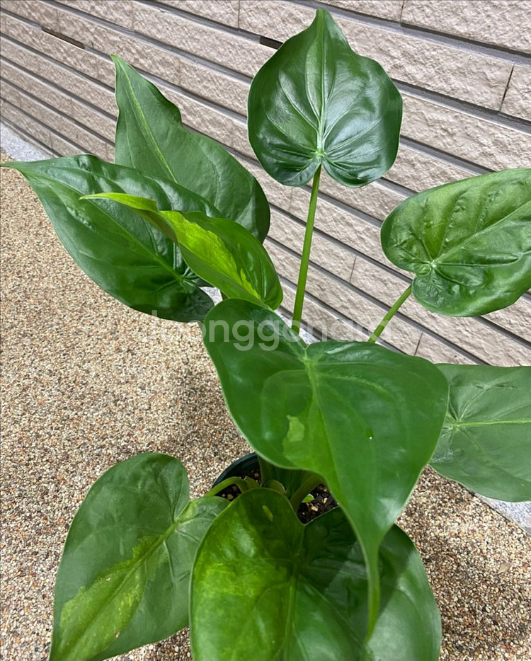 알로카시아 쿠쿨라타 민트바리에가타--4