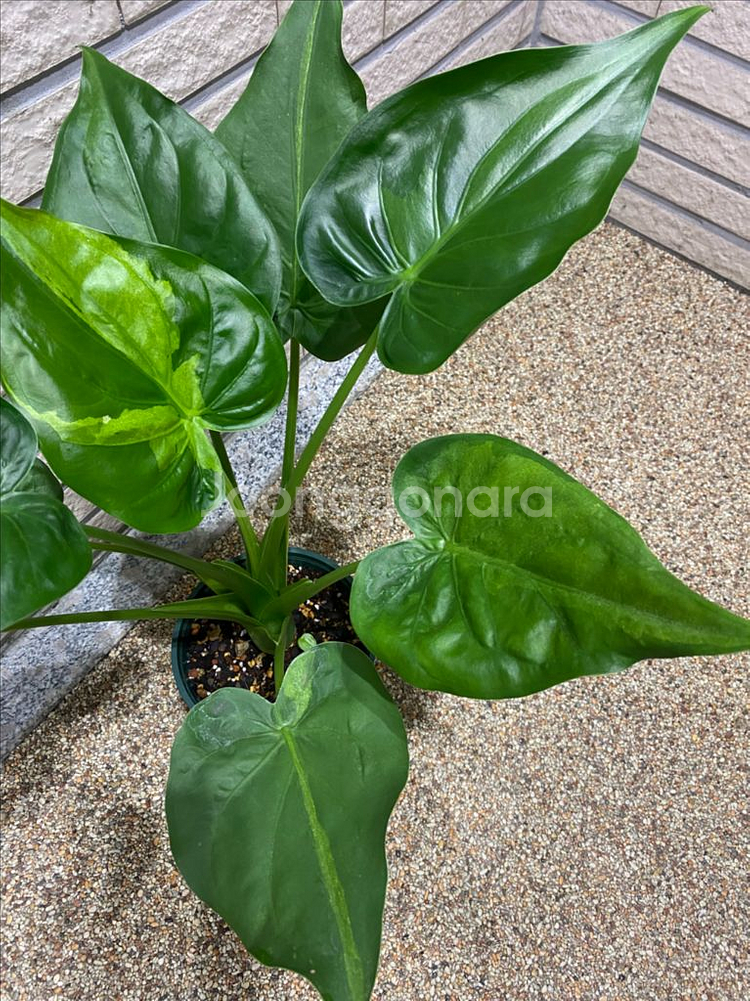 알로카시아 쿠쿨라타 민트바리에가타--1