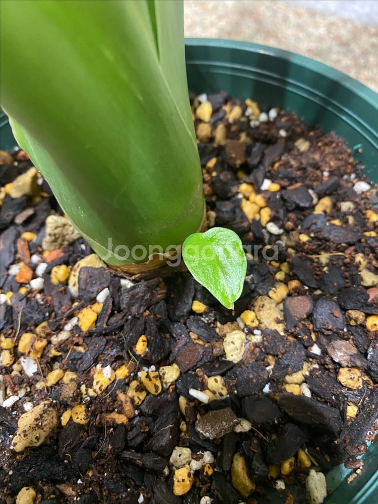 알로카시아 쿠쿨라타 민트바리에가타--6