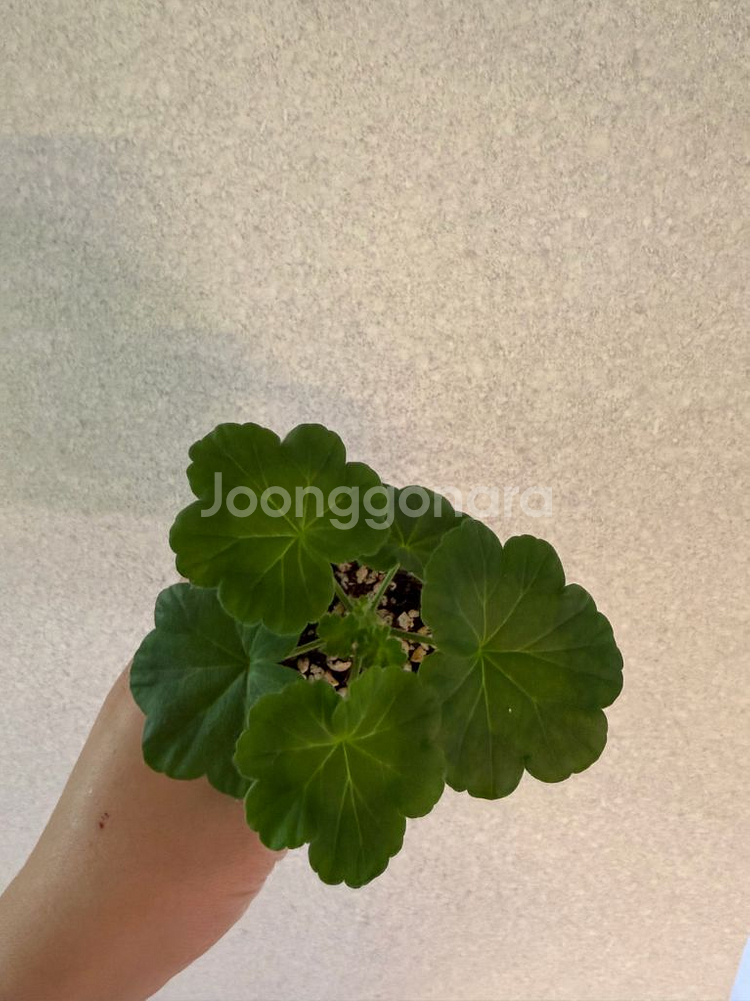 러시아제라늄3종_솔베이그 미올쉐르쉐라팜 유카드리유--1