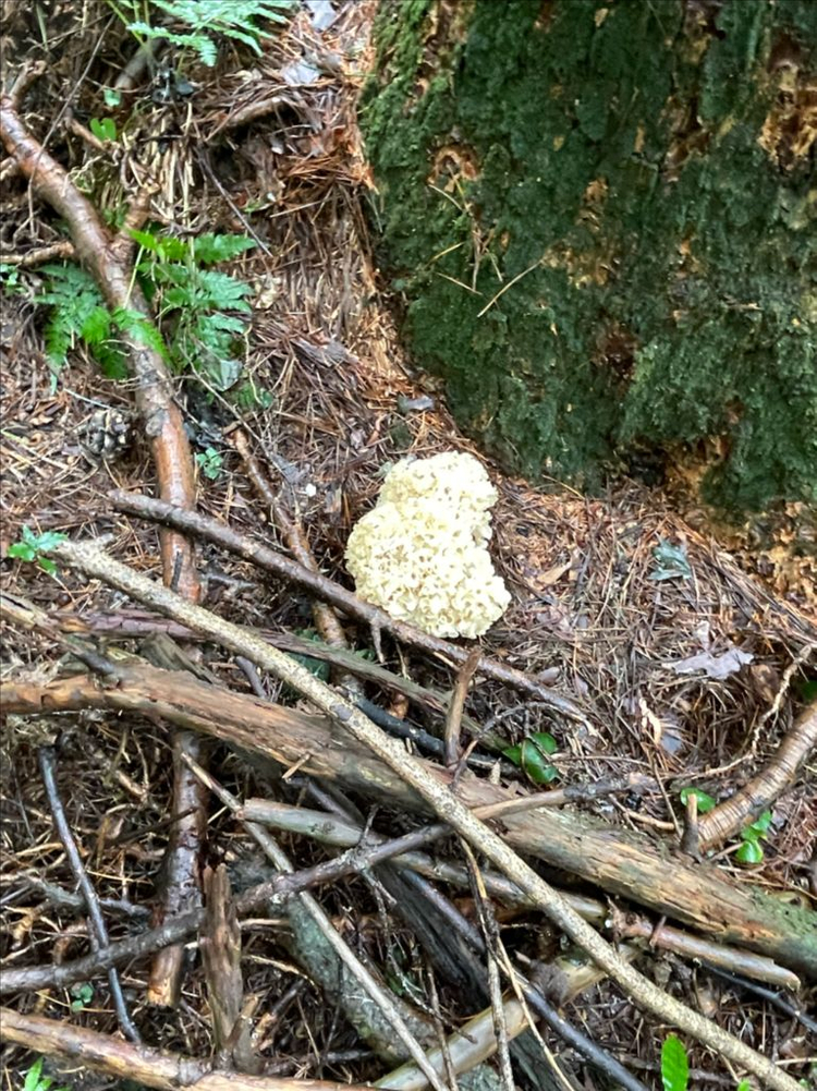 잘 건조된 자연산 꽃송이버섯 100g 입니다. 이미지