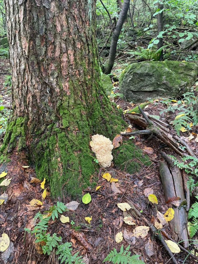 잘 건조된 자연산 꽃송이버섯 100g 입니다. 이미지