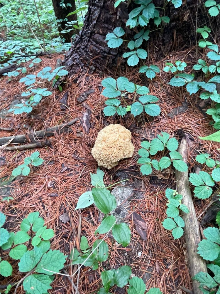 잘 건조된 자연산 꽃송이버섯 100g 입니다. 이미지
