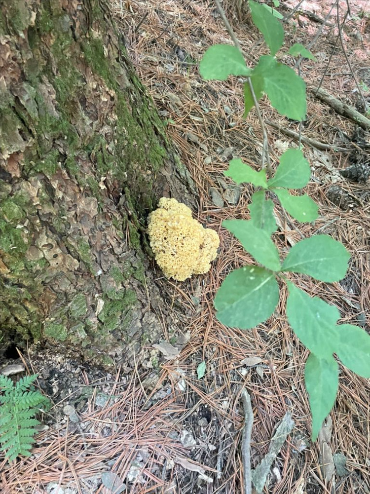 잘 건조된 자연산 꽃송이버섯 100g 입니다. 이미지