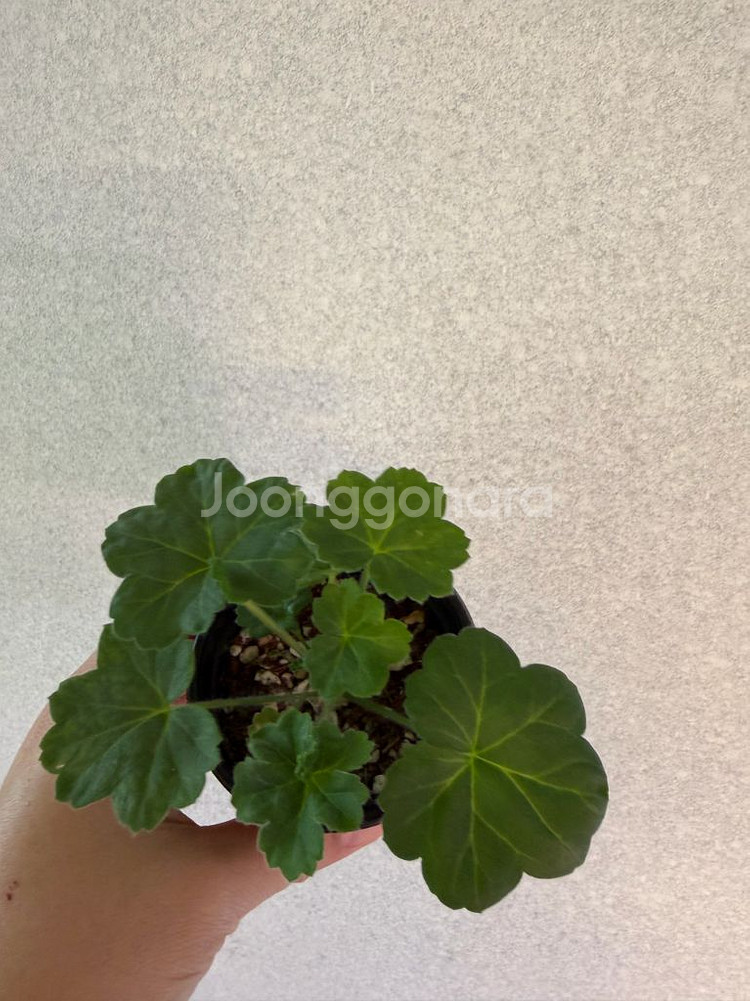 러시아재라늄3종_셀레나에르사 버마의여왕 마담드퐁파두르--1