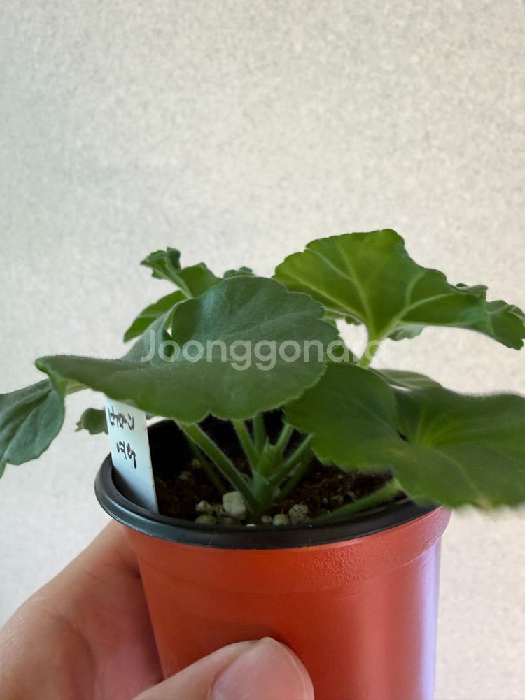 러시아재라늄3종_셀레나에르사 버마의여왕 마담드퐁파두르--5