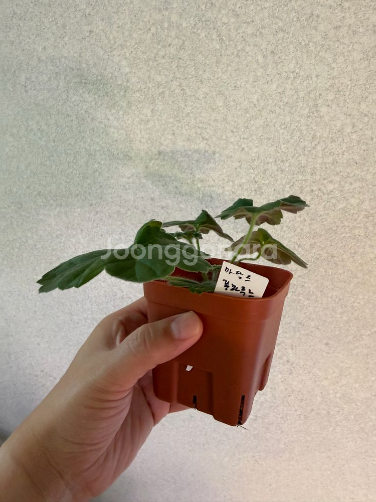 러시아재라늄3종_셀레나에르사 버마의여왕 마담드퐁파두르--6