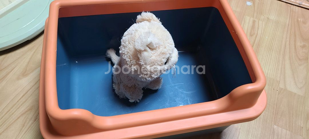 아기 고양이 화장실 사실분--0