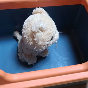 아기 고양이 화장실 사실분