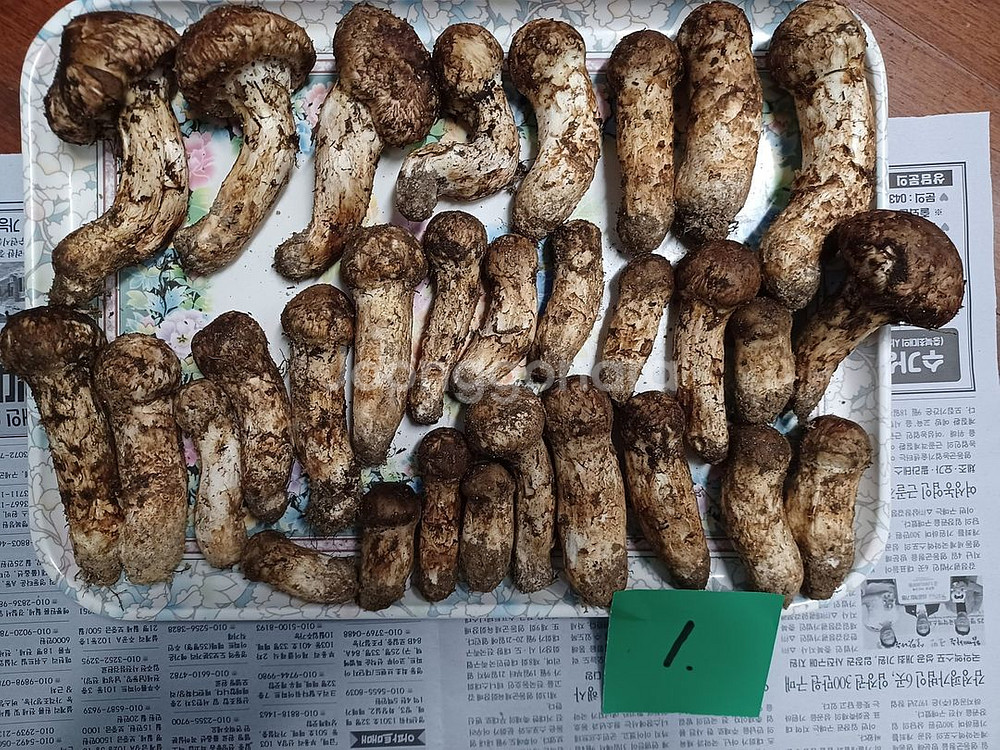 국내산 송이버섯 (1kg 25만원)--0
