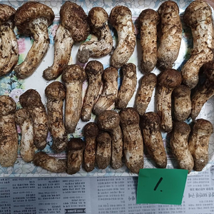 국내산 송이버섯 (1kg 25만원)